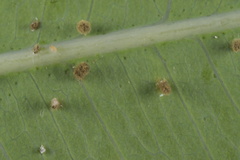 Pseudococcidae