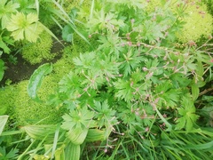 Geranium krylovii