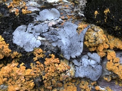 Dermatocarpon schaechtelinii