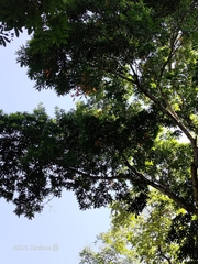 Elaeocarpus decipiens