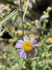 Symphyotrichum bracteolatum