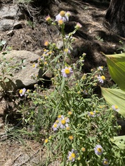 Symphyotrichum bracteolatum