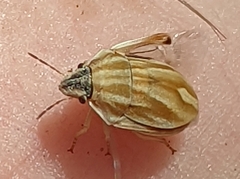 Homaemus parvulus