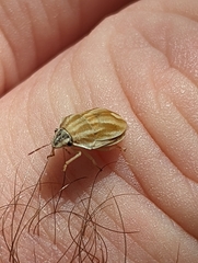 Homaemus parvulus