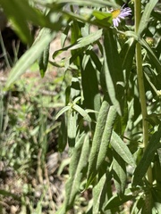 Symphyotrichum bracteolatum