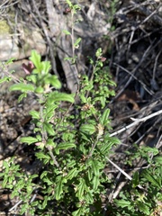 Xanthosia
