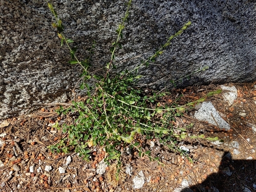 Image of Keckiella rothrockii by no rights reserved