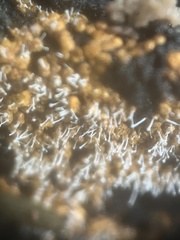 Polycephalomyces