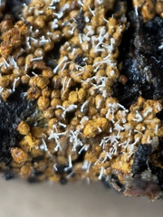 Polycephalomyces