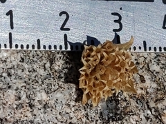 Monardella australis