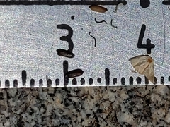 Monardella australis