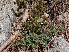 Monardella australis