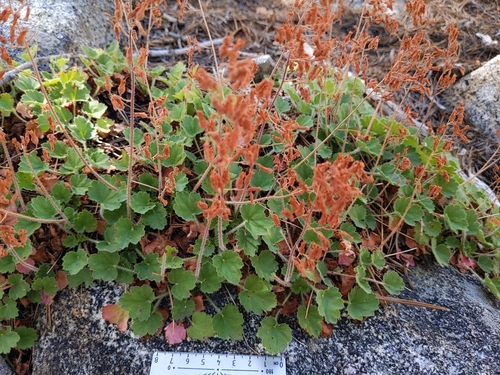 Image of Heuchera hirsutissima by no rights reserved