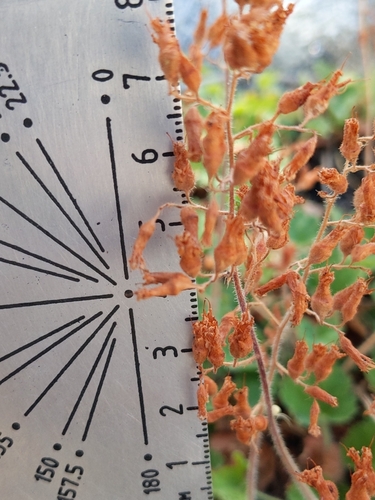 Image of Shaggy-Haired Alumroot (Heuchera hirsutissima) by no rights reserved