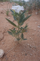 Euploca convolvulacea