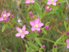 Zeltnera muehlenbergii