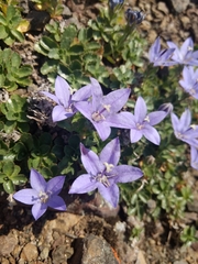 Campanula piperi
