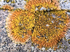 Caloplaca cirrochroa image