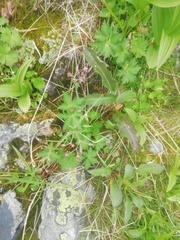 Geranium krylovii