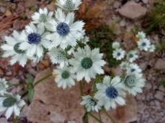 Eryngium carlinae