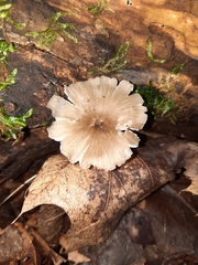 Neohygrocybe