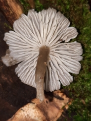 Neohygrocybe
