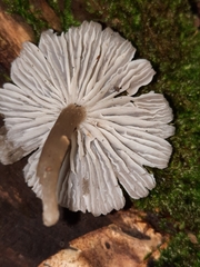 Neohygrocybe