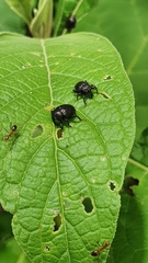Chalcodermus