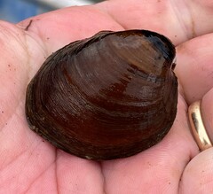 Reginaia ebenus