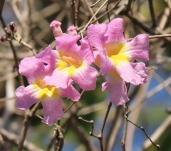 Handroanthus heptaphyllus