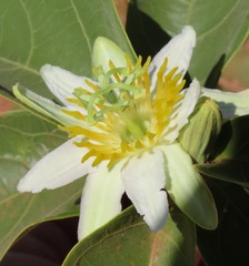 Passiflora mansoi