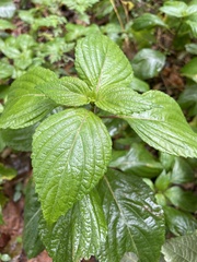 Perilla