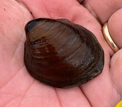 Reginaia ebenus