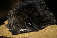Arctictis binturong