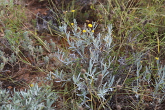 Leptorhynchos baileyi