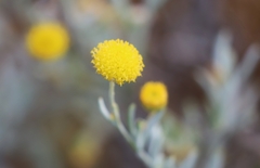 Leptorhynchos baileyi