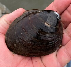 Reginaia ebenus
