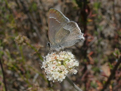 Satyrium tetra