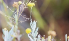 Leptorhynchos baileyi