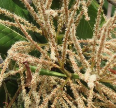 Triplaris americana