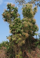 Triplaris americana