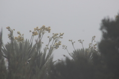Oxypogon guerinii
