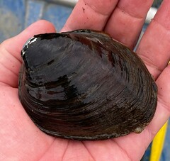 Reginaia ebenus