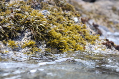Pelvetiopsis limitata