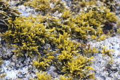 Pelvetiopsis limitata
