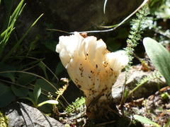 Tremellodendropsidaceae