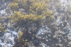 Pelvetiopsis limitata