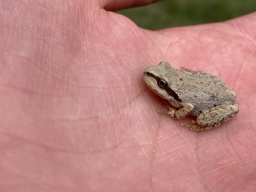 iNaturalist observation photo of Pacific chorus frog