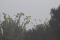 Oxypogon guerinii