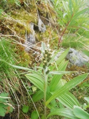 Omalotheca norvegica